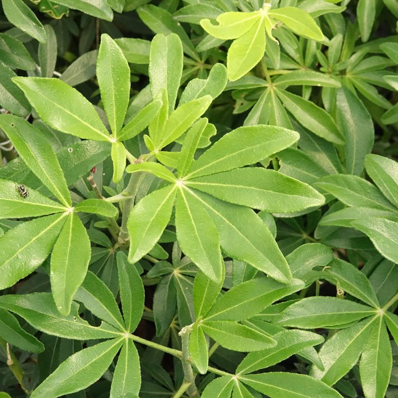 Choisya x dewitteana Greenfingers (Foliage)