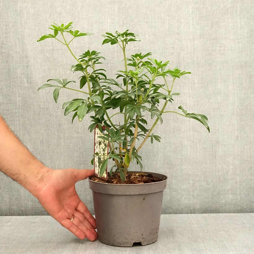Choisya x dewitteana Greenfingers 2L/3L pot sample as delivered in summer