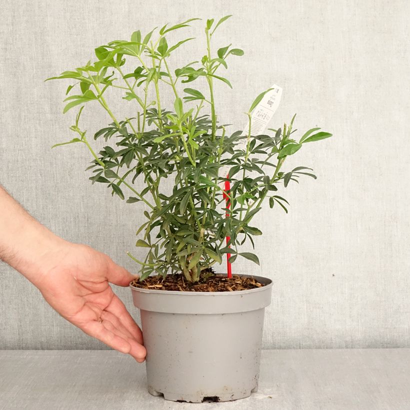 Choisya x dewitteana Greenfingers 2L/3L pot sample as delivered in spring