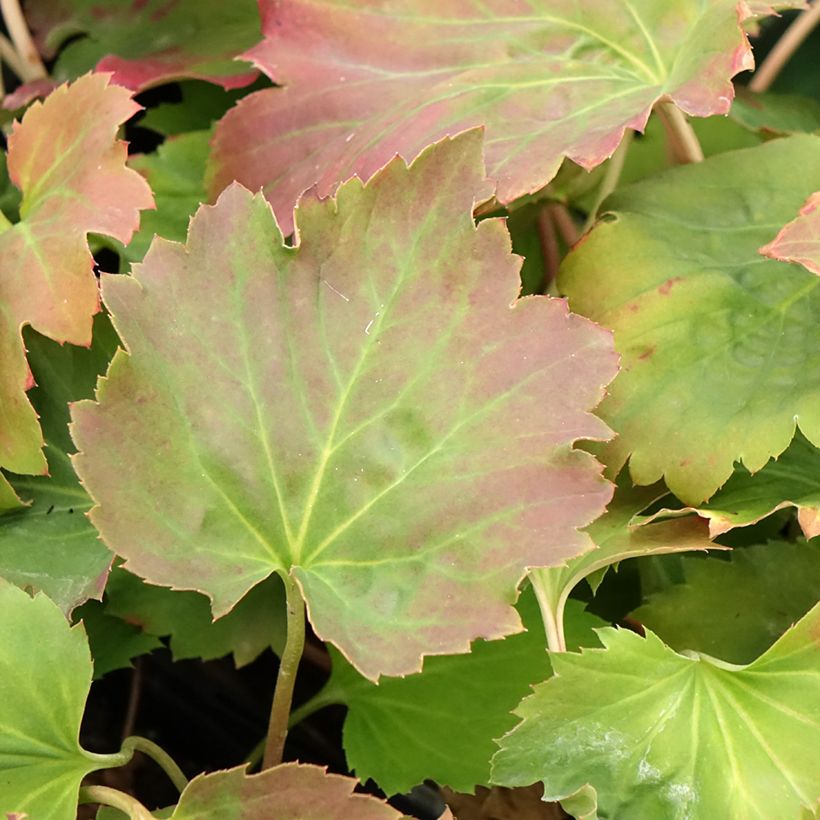 Mukdenia Oresitrophe  Fusion of Fire (Foliage)