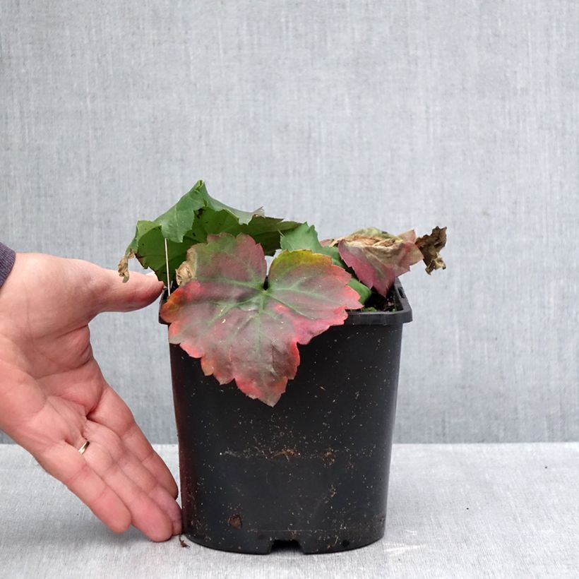 Mukdenia Oresitrophe  Fusion of Fire 1.5L/2L pot sample as delivered in autumn