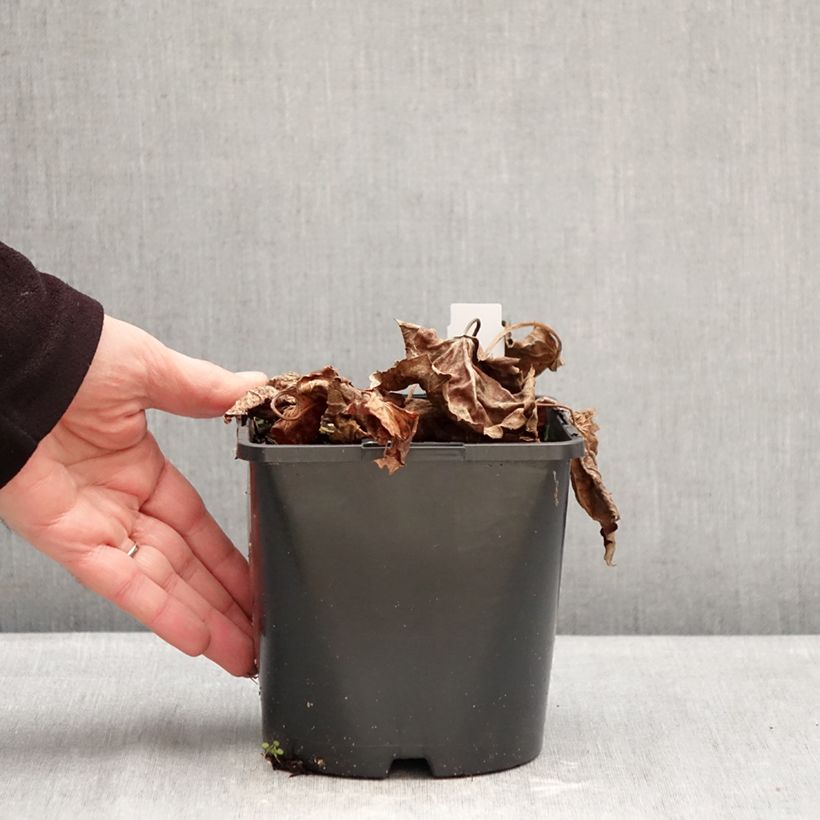 Mukdenia Oresitrophe  Fusion of Fire 1.5L/2L pot sample as delivered in winter