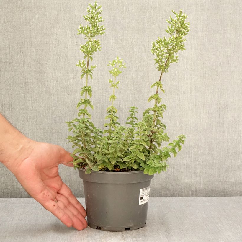 Origanum vulgare Hot and Spicy - Oregano 1.5L/2L pot sample as delivered in summer
