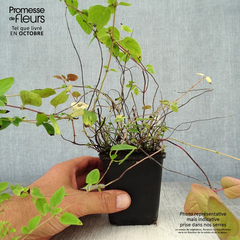 Origanum vulgare - Oregano 8/9 cm pot sample as delivered in autumn