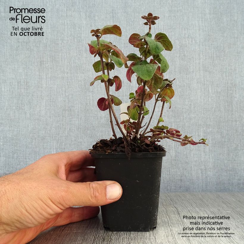 Origanum Rosenkuppel - Oregano 8/9 cm pot sample as delivered in autumn