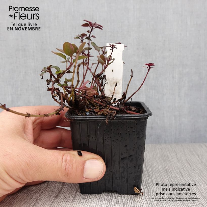 Origanum laevigatum Herrenhausen - Oregano 8/9 cm pot sample as delivered in autumn
