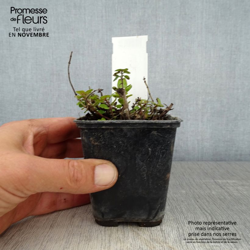Origanum majorana Pagoda Bells - Sweet Marjoram 8/9 cm pot sample as delivered in autumn