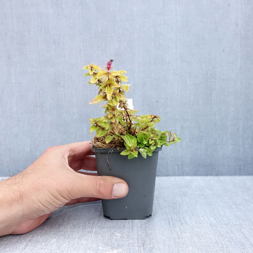 Origanum vulgare Thumbles Variety - Oregano 8/9 cm pot sample as delivered in autumn