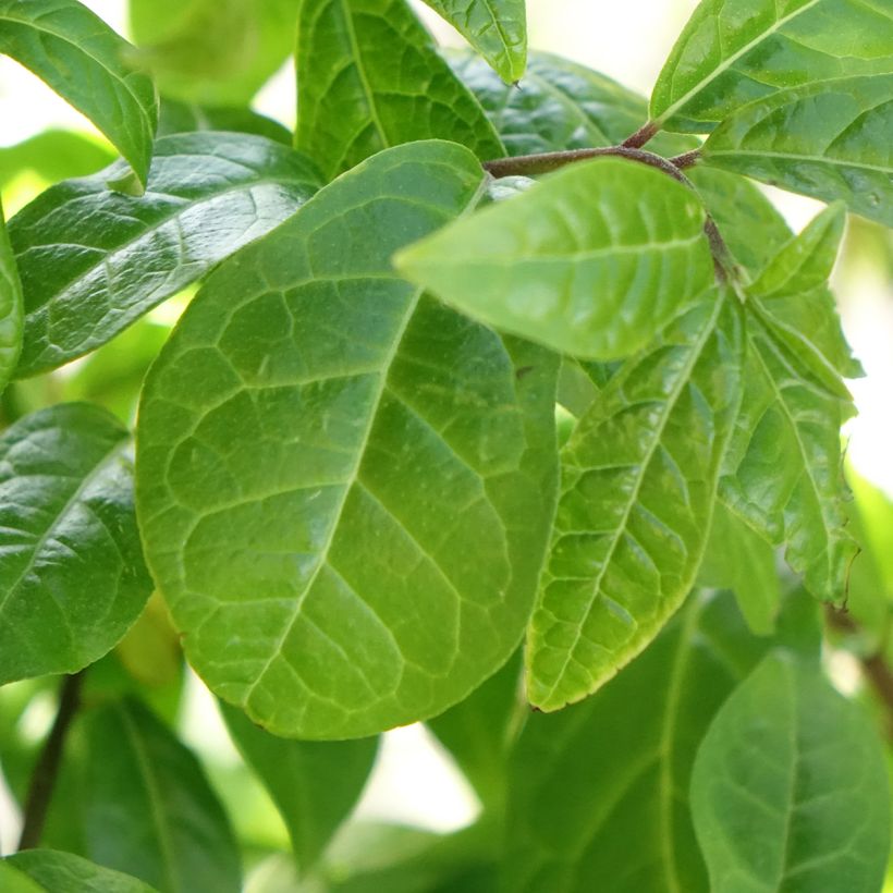 Orixa japonica - Japanese orixa (Foliage)