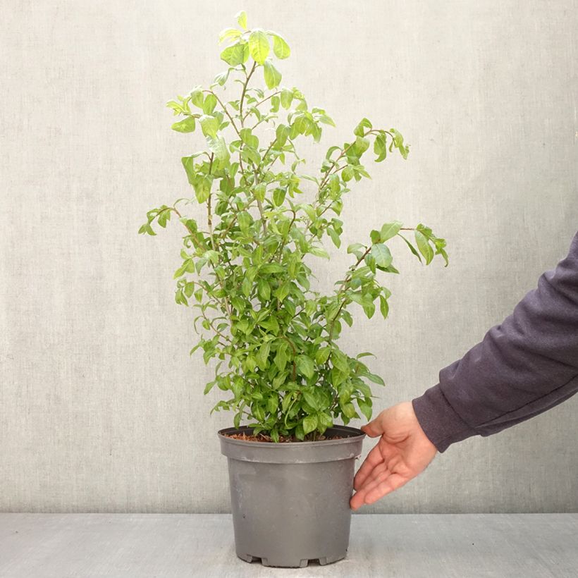 Orixa japonica - Japanese orixa 4L/5L pot sample as delivered in spring