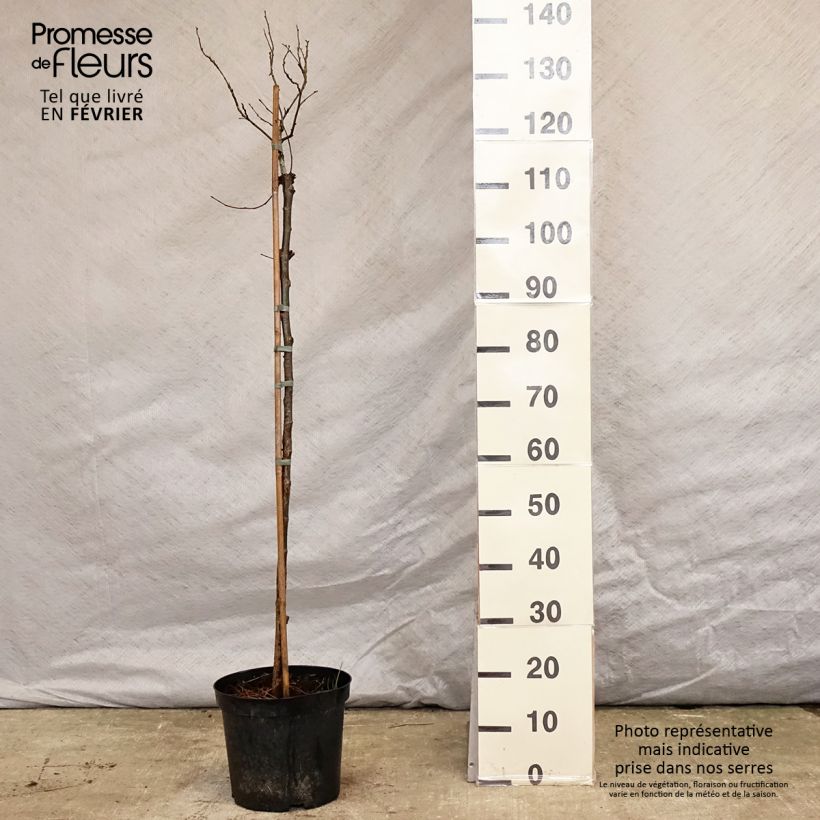 Ulmus glabra Nana - Elm 7.5L/10L pot sample as delivered in winter