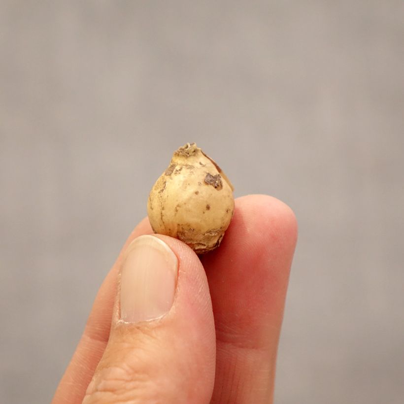 Ornithogalum Namib Sun Bulb size 5+ sample as delivered in spring