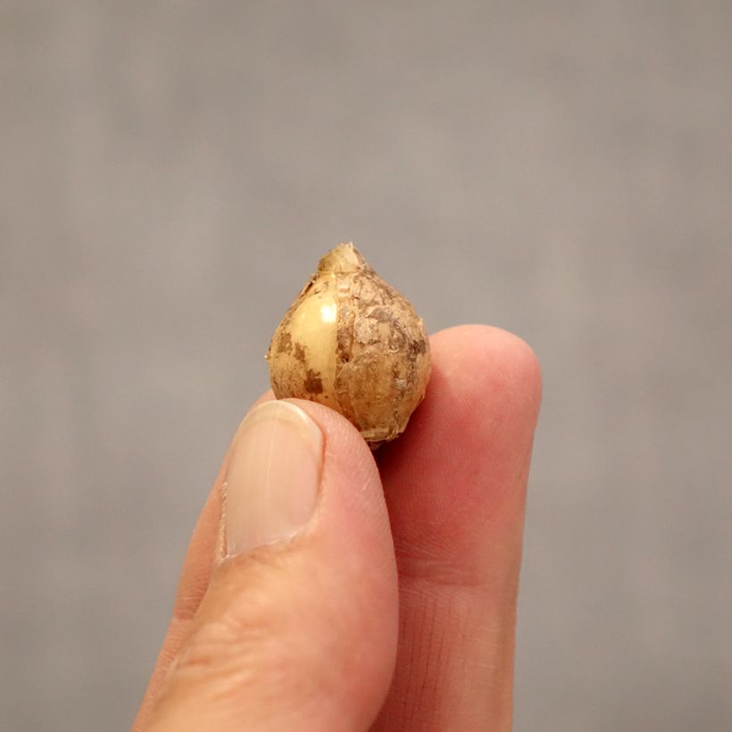 Ornithogalum balansae Bulb size 5+ sample as delivered in spring