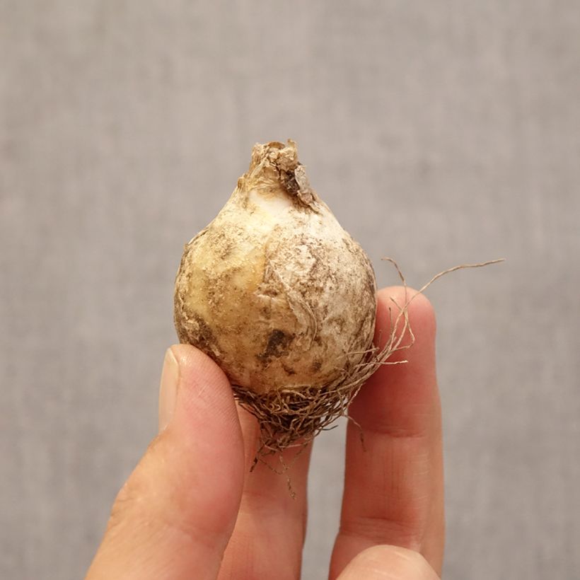 Ornithogalum ponticum Sochi Bulb size 12+ sample as delivered in spring
