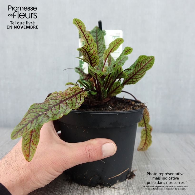 Rumex sanguineus 1.5L/2L pot sample as delivered in autumn
