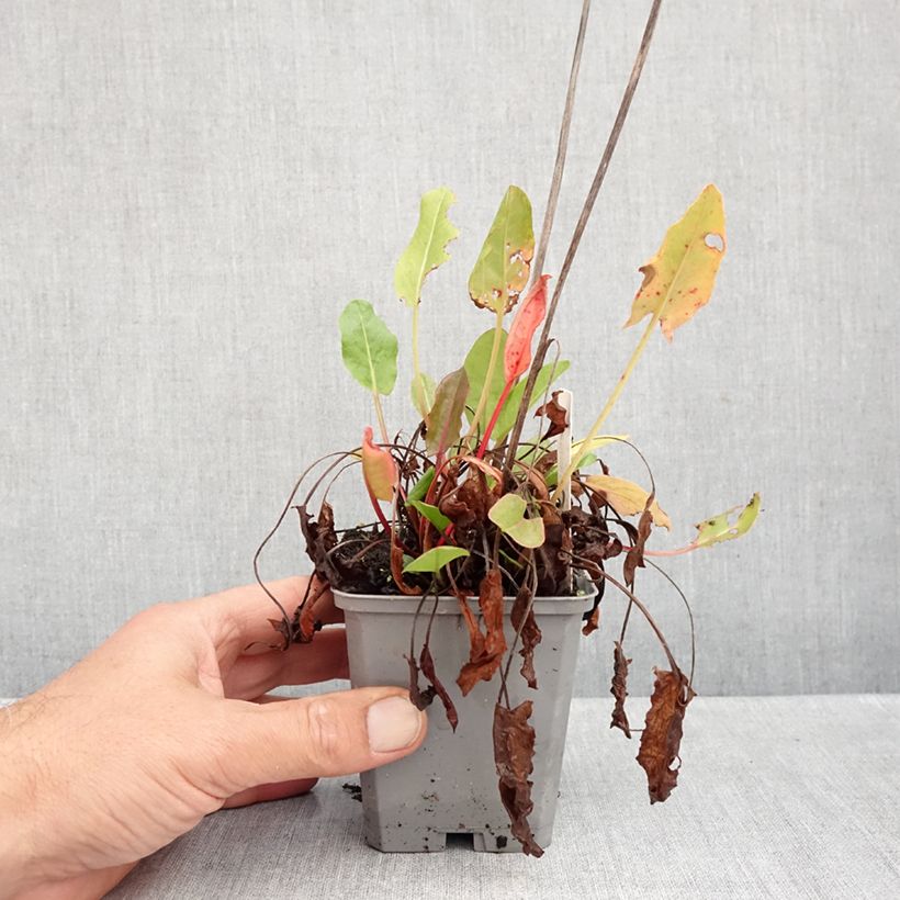 Rumex acetosa 8/9 cm pot sample as delivered in autumn