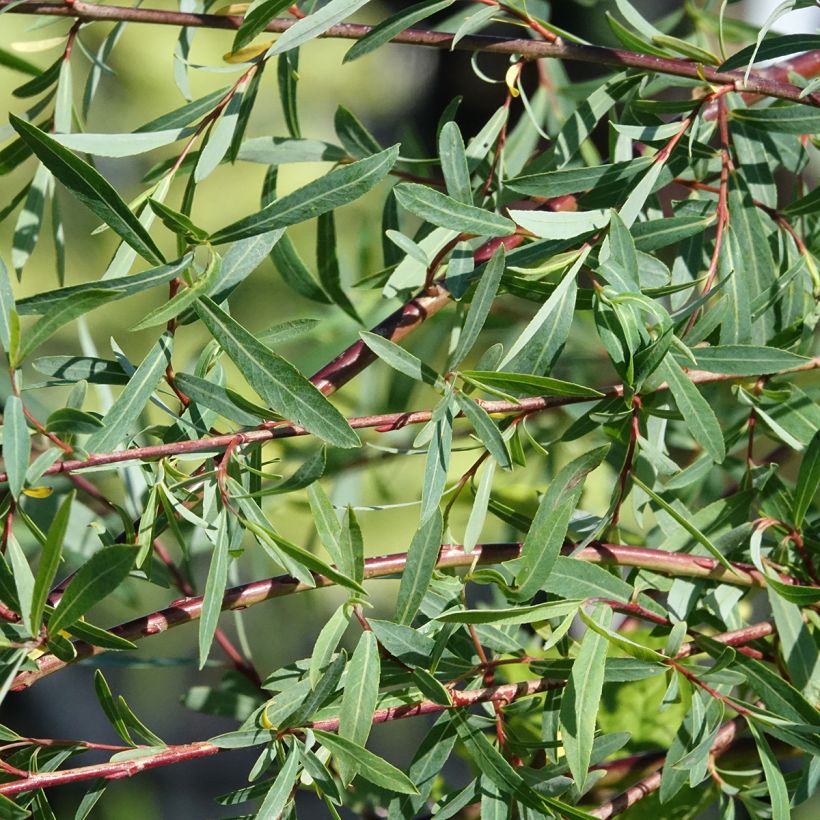 Salix purpurea Pendula - Purple Willow (Foliage)