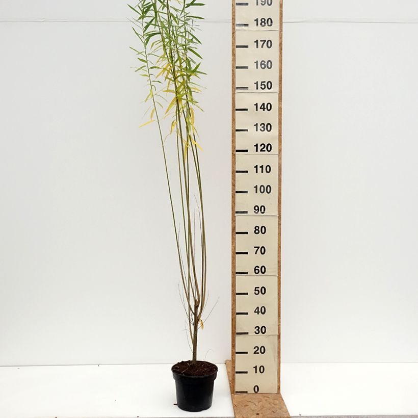 Salix purpurea Howki - Purple Willow 4L/5L pot sample as delivered in autumn