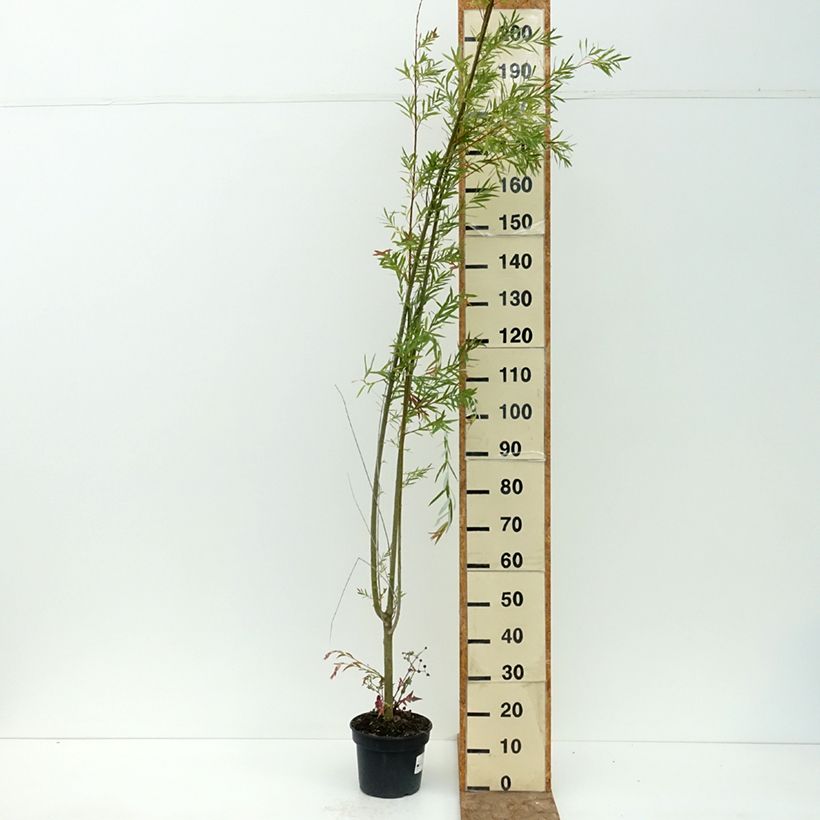 Osier rouge - Salix purpurea Howki Pot de 4L/5L sample as delivered in summer