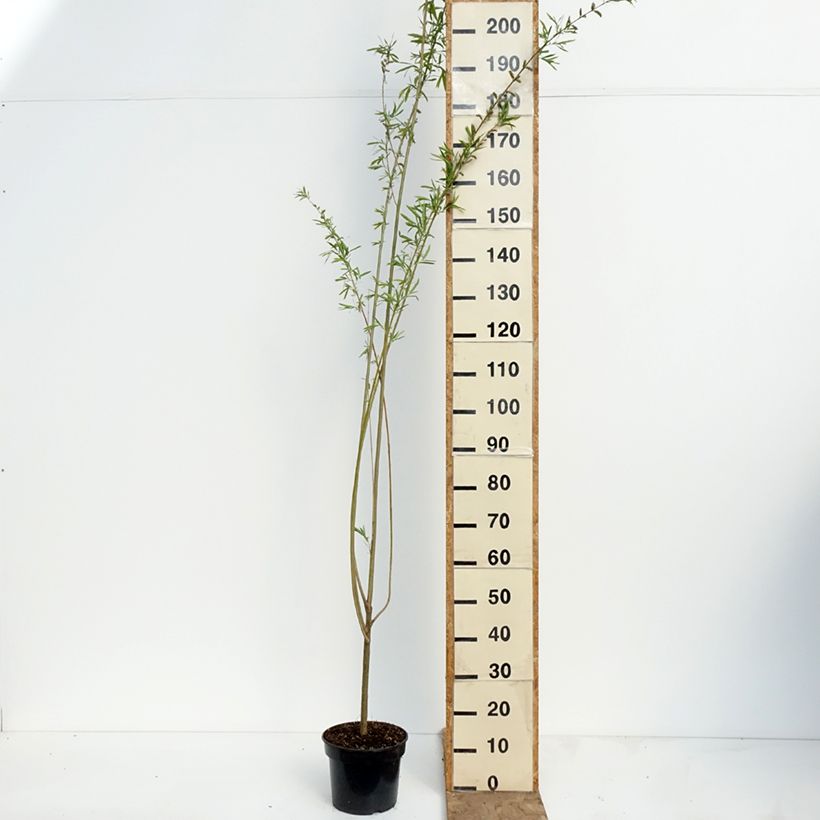 Salix purpurea Howki - Purple Willow 4L/5L pot sample as delivered in spring