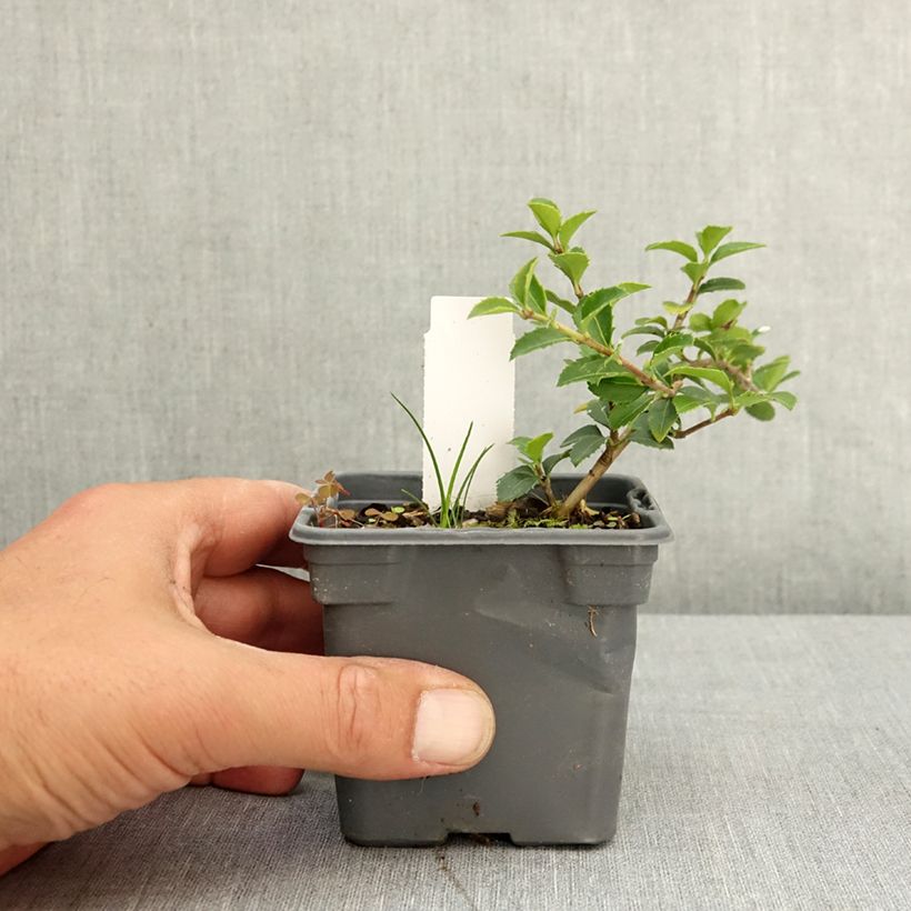 Osmanthus delavayi 8/9 cm pot sample as delivered in spring