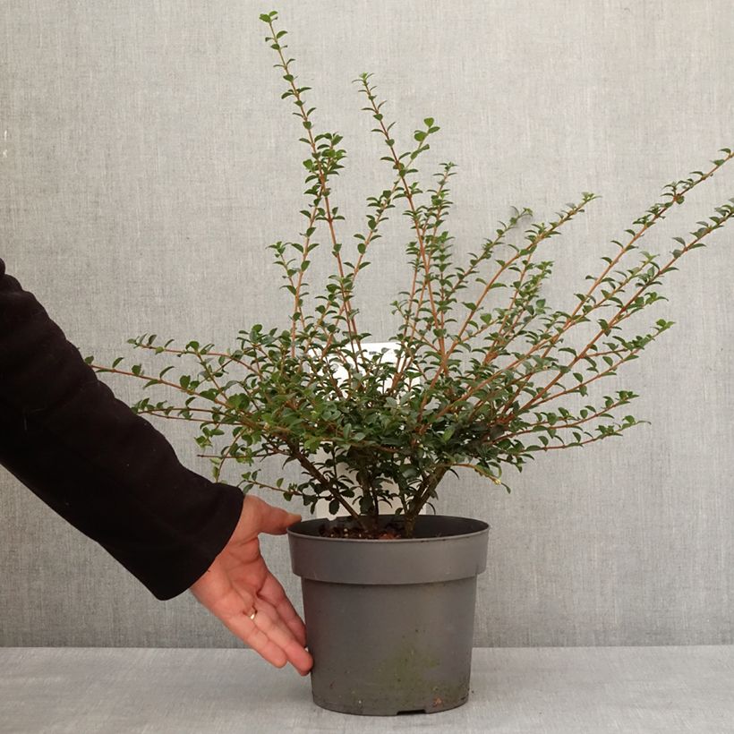 Osmanthus delavayi Perfume of Nature® 3L/4L pot sample as delivered in winter