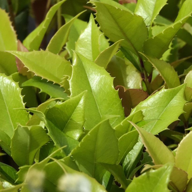 Osmanthus fortunei (Foliage)