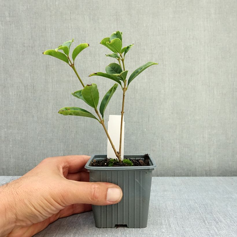 Osmanthus fragrans 8/9 cm pot sample as delivered in summer