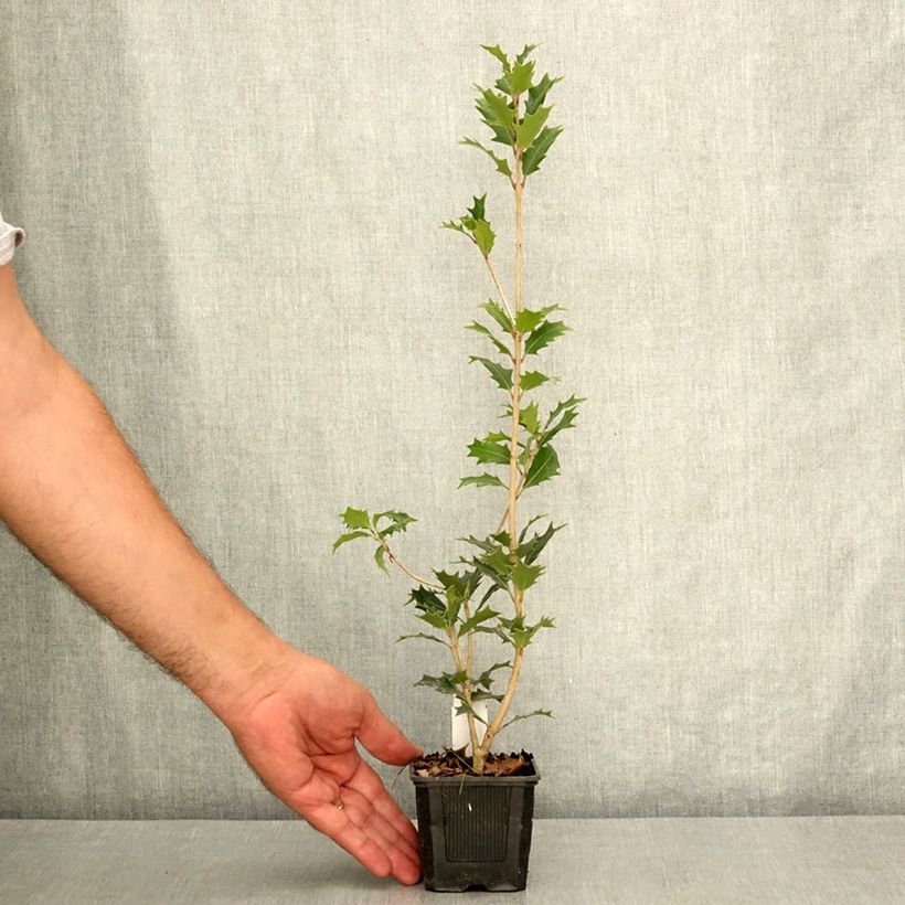 Osmanthus heterophyllus - Osmanthe à feuilles de houx Godet de 8/9 cm sample as delivered in summer