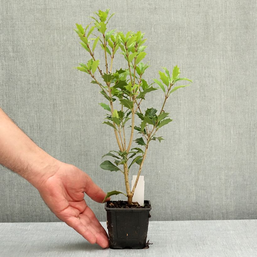 Osmanthus heterophyllus 8/9 cm pot sample as delivered in spring