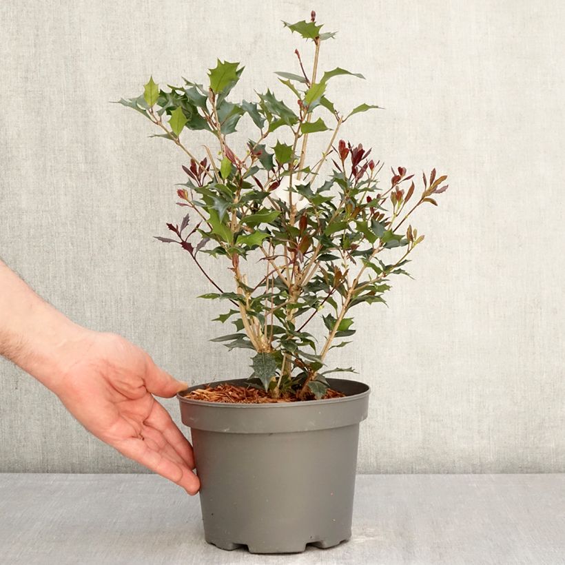 Osmanthus heterophyllus Purpureus 3L/4L pot sample as delivered in spring