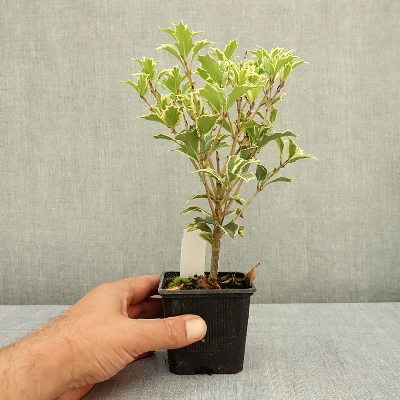 Osmanthus heterophyllus Variegatus 8/9 cm pot sample as delivered in summer