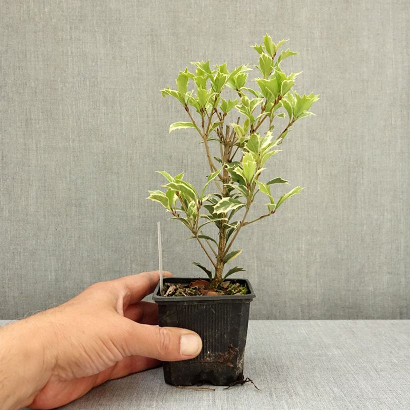 Osmanthus heterophyllus Variegatus 8/9 cm pot sample as delivered in spring