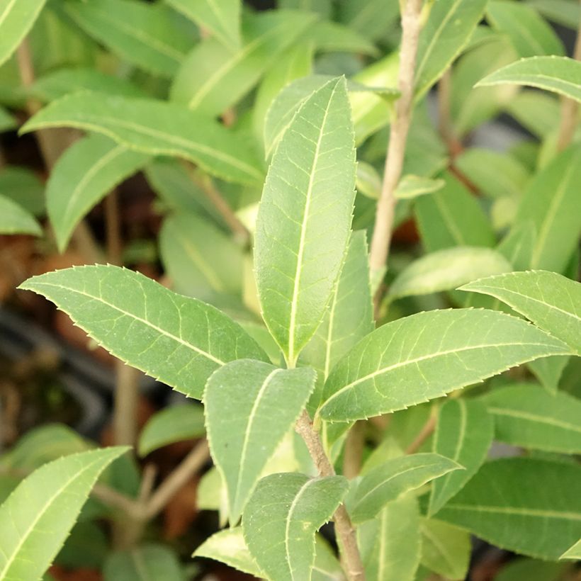 Osmanthus serrulatus (Foliage)