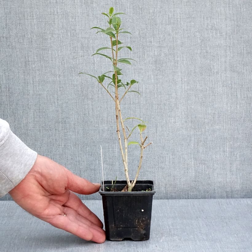 Osmanthus serrulatus  8/9 cm pot sample as delivered in spring