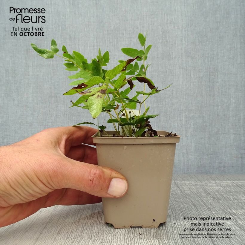 Osmunda regalis - Royal Fern 8/9 cm pot sample as delivered in autumn