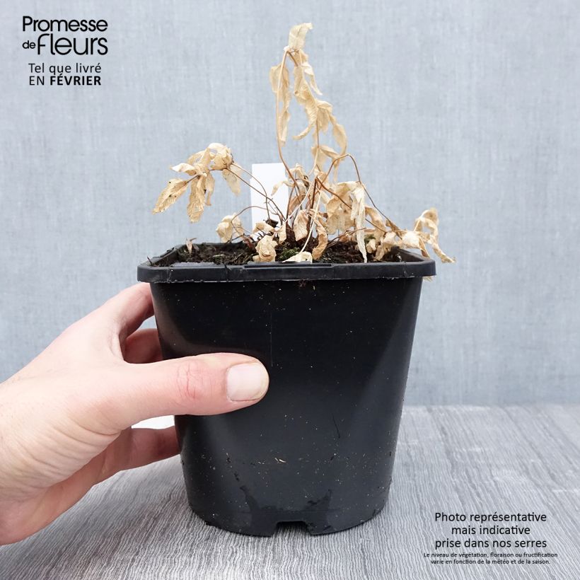 Osmunda regalis - Royal Fern 2L/3L pot sample as delivered in winter