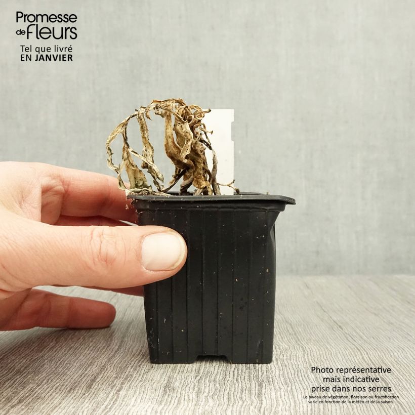 Othonna cheirifolia 8/9 cm pot sample as delivered in winter