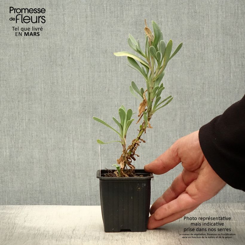 Othonna cheirifolia 8/9 cm pot sample as delivered in spring