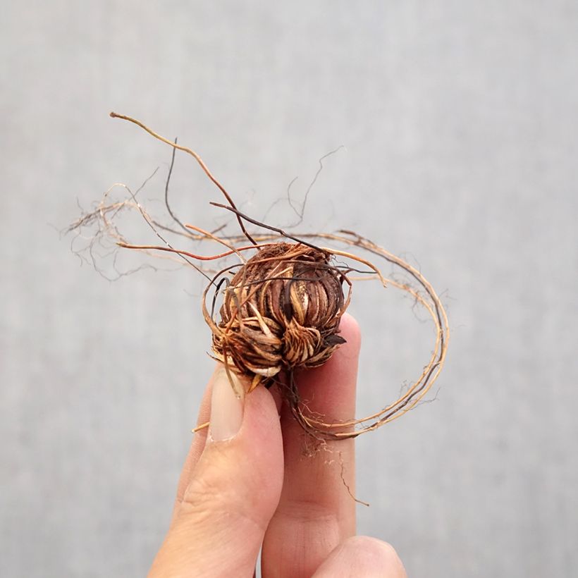 Oxalis adenophylla  Bulb size 6+ sample as delivered in spring