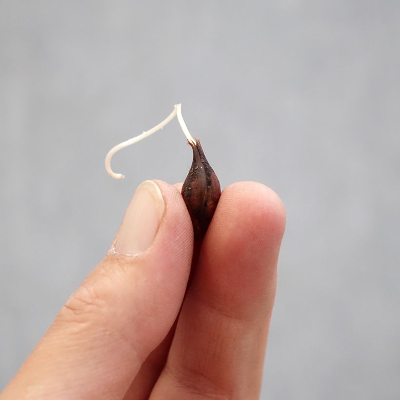 Oxalis  Censation 'Double Pink Wonder' Bulb size I sample as delivered in spring