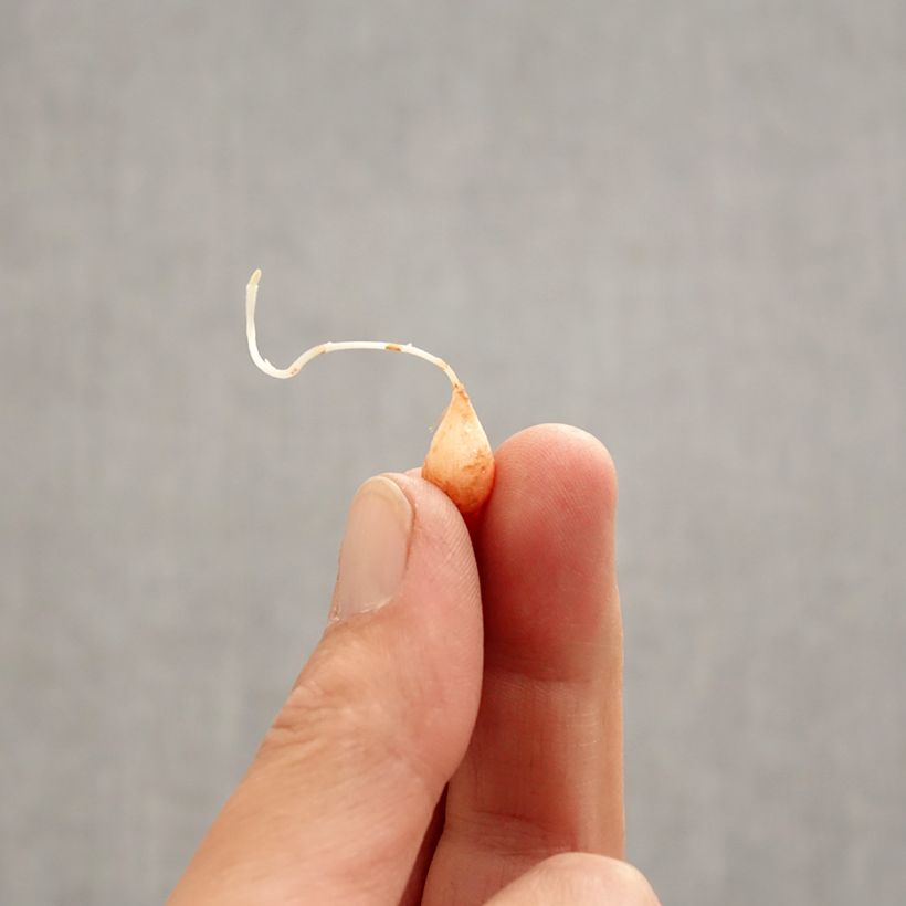 Oxalis hirta 'Gothenburg' Bulb size I sample as delivered in spring