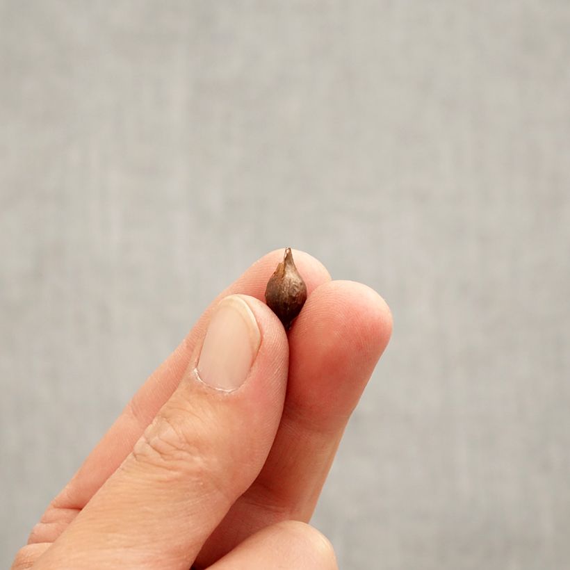 Oxalis purpurea 'Alba' Bulb size I sample as delivered in spring