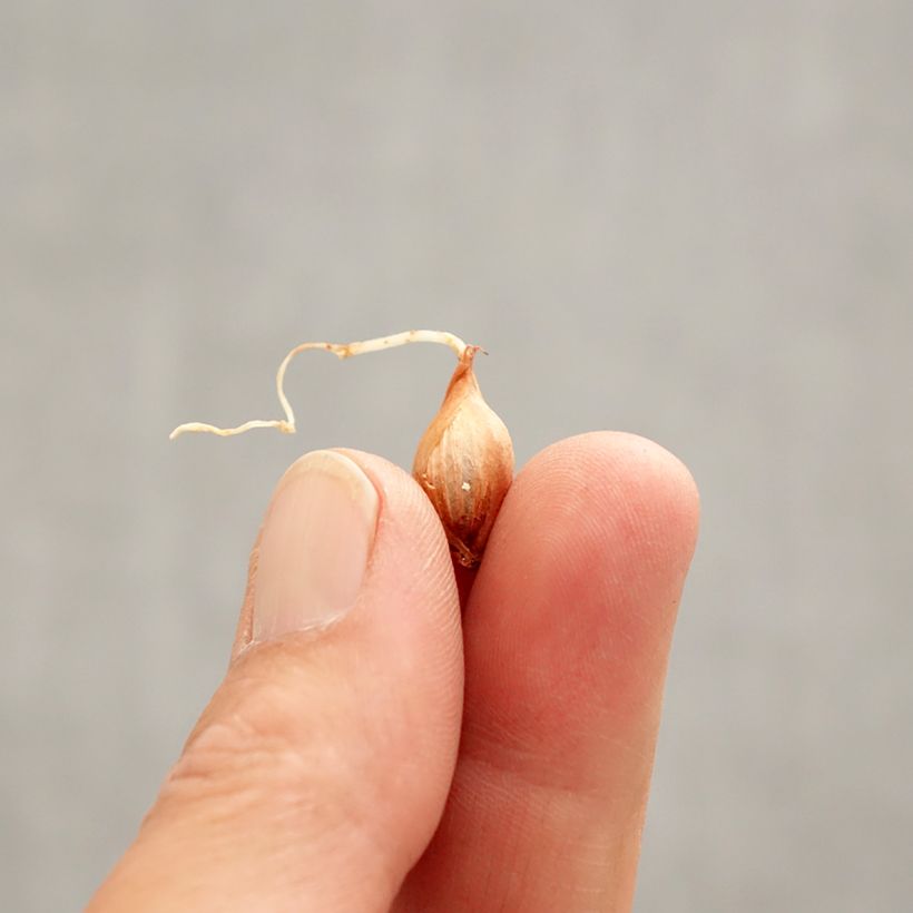 Oxalis purpurea 'Garnet' Bulb size I sample as delivered in spring