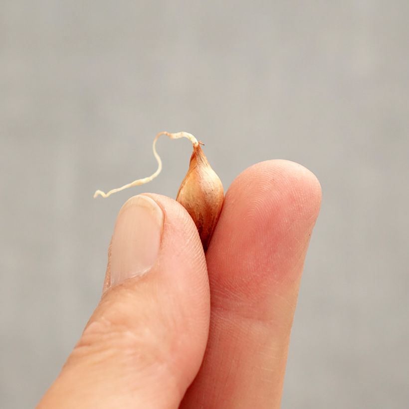 Oxalis purpurea 'Ken Aslet' Bulb size I sample as delivered in spring