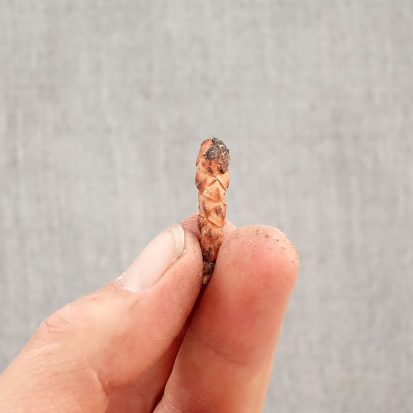 Oxalis triangularis Amber Bulb size I sample as delivered in spring