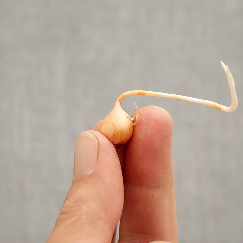 Oxalis versicolor 'Golden Cape' Bulb size I sample as delivered in spring