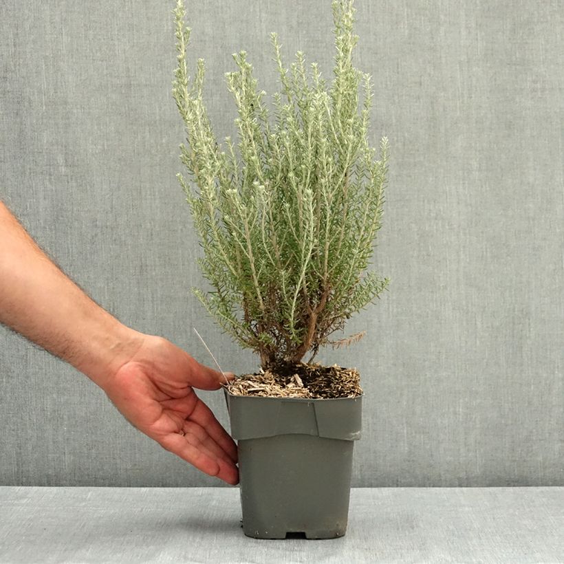 Ozothamnus rosmarinifolius Silver Jubilee 2L/3L pot sample as delivered in summer