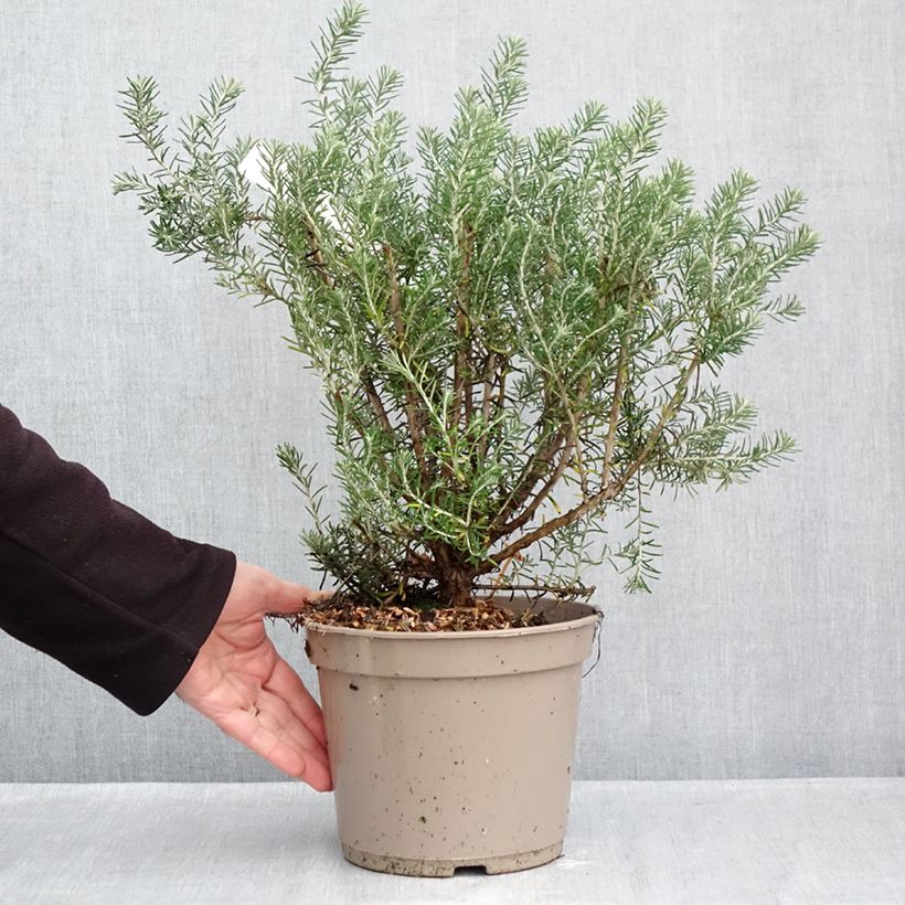 Ozothamnus rosmarinifolius Silver Jubilee 4L/5L pot sample as delivered in autumn