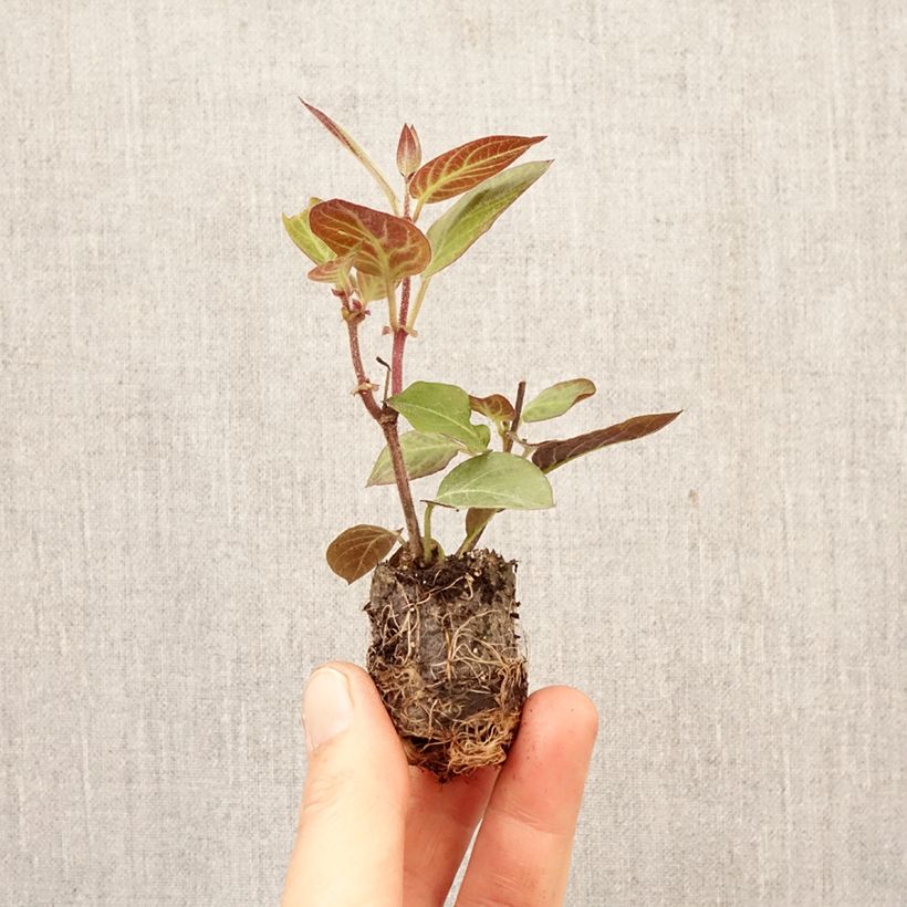 Paederia lanuginosa Plug plant 3/4cm sample as delivered in spring